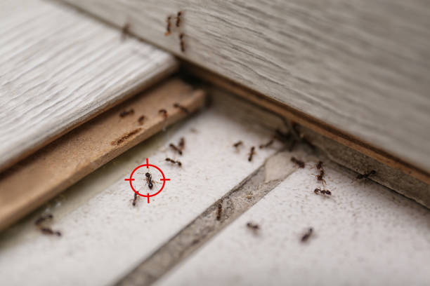 Best Local Pest Control Services  in Carrizozo, NM