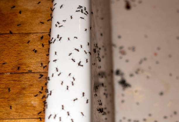 Best Wildlife Control Services  in Carrizozo, NM