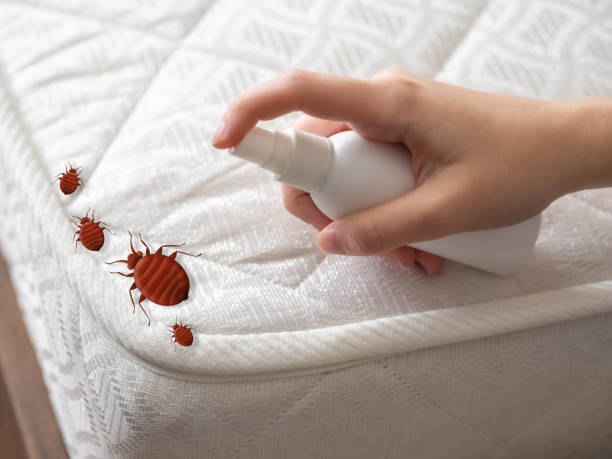 Best Flea Control Services  in Carrizozo, NM