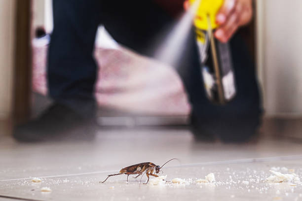 Wasp Removal Services in Carrizozo, NM