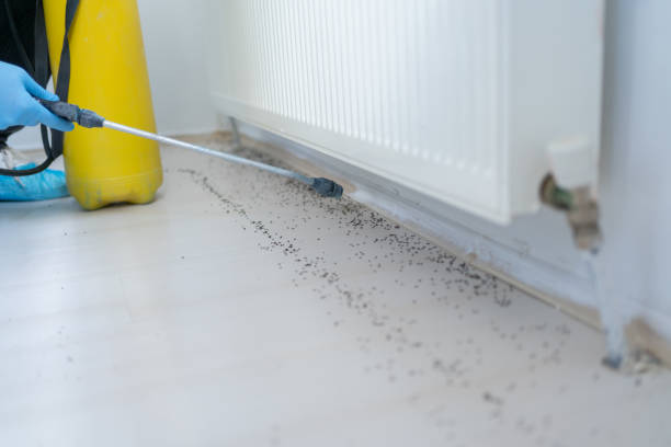Best Flea Control Services  in Carrizozo, NM