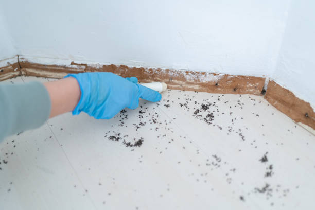 Best Pest Inspection Near Me  in Carrizozo, NM